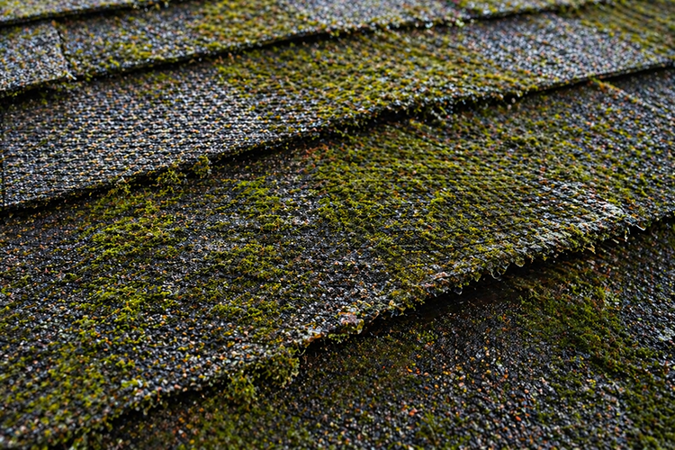 Close-up of green moss growing between dark asphalt roof shingles showing the damage moss causes to roofing material