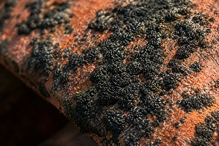 Black algae and lichen colonies eating into clay roof tiles on a Treasure Coast home, showing the damage caused by Florida's humid climate.