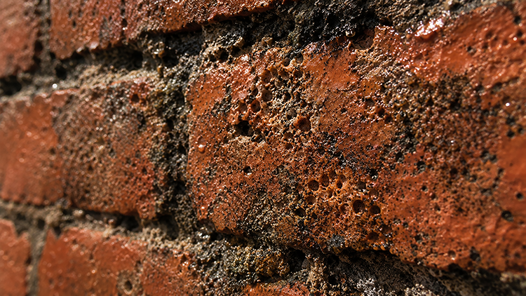 Red brick covered in black mold and algae growth, a common problem for Treasure Coast homeowners in Florida's humid climate