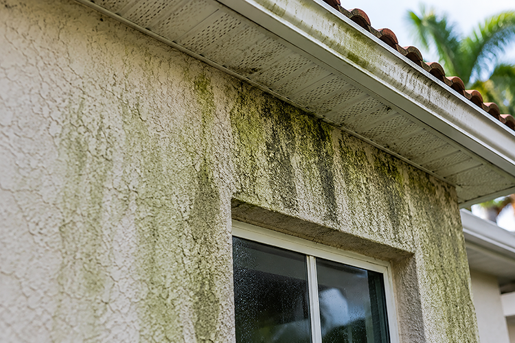 Green mold and algae streaking down a textured stucco exterior wall and soffit on a Florida home, showing the damage that builds up without regular house washing in Stuart, FL.